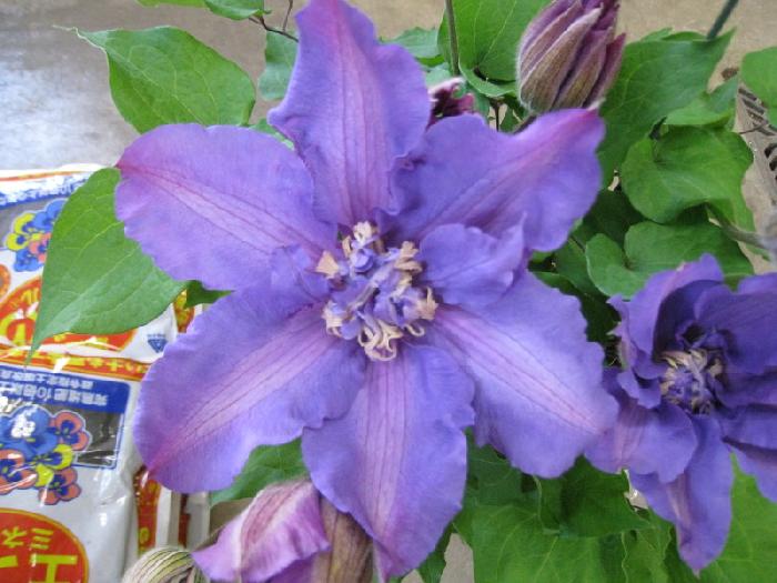 大輪のクレマチス ビビアンペンネル 青紫 赤紫まで色幅のある個性的な品種で花の 美笠工藝社
