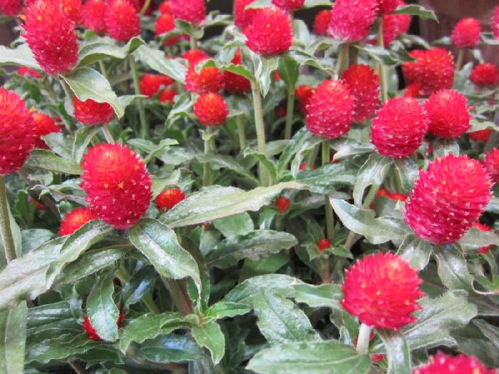 千日紅 ストロベリーフィールド 花の拡大 良株花上がり抜群お勧め品です 美笠工藝社