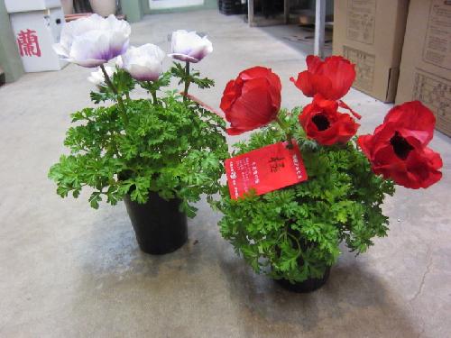 新着入荷商品 265 - 美笠工藝社 新着入荷商品 265 - 美笠工藝社