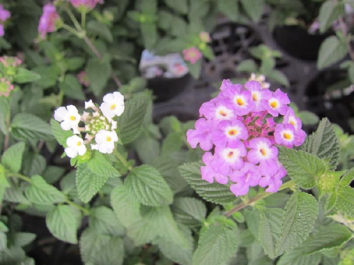 ランタナ ミニらんらん 紫 白２色植え 花の拡大 とは言うもののご覧の通り 美笠工藝社