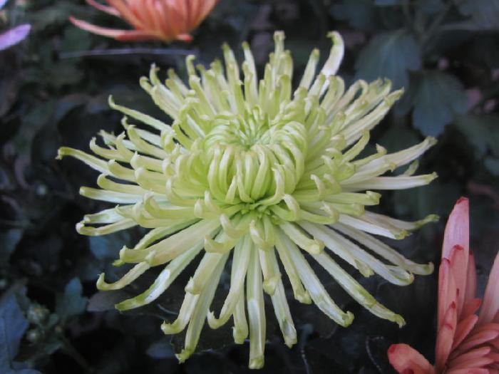ポットマム アナスタシア 花の拡大 花型が特に特徴的なアナスタシア グリーン 美笠工藝社