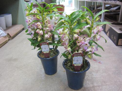 新着入荷商品 206 - 美笠工藝社
