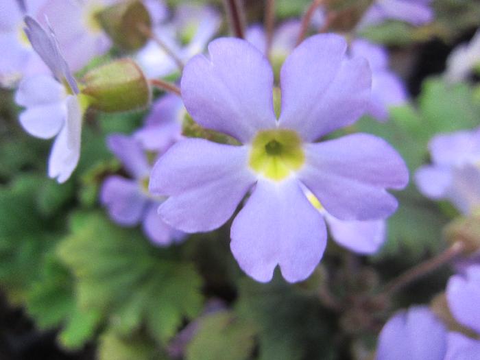 プリムラシネンシス 春風桜 はるかぜさくら 花の拡大 青花種 青空の他 美笠工藝社