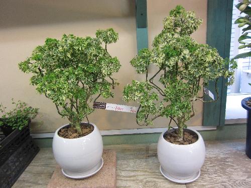 新着入荷商品 185 - 美笠工藝社