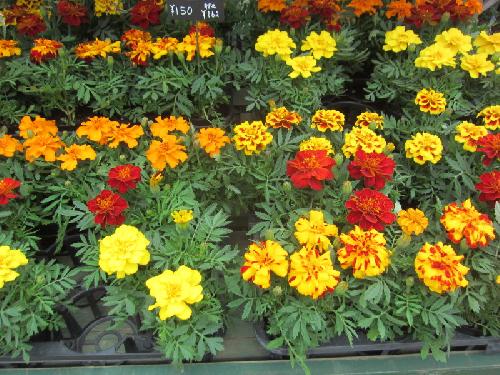 新着入荷商品 176 - 美笠工藝社