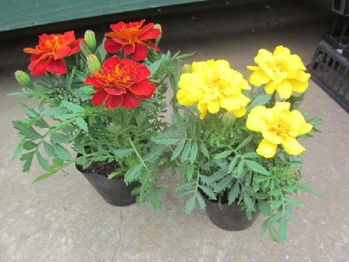 新着入荷商品 176 - 美笠工藝社