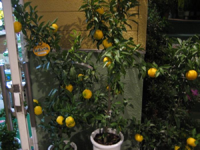 06年10月26日 神奈川県産 本柚子 レモンなど柑橘系の良品実付き鉢植えが入荷して 美笠工藝社